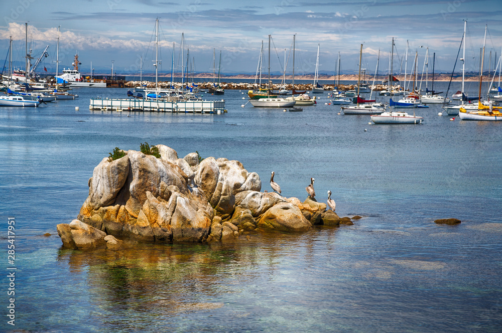 Obraz premium Pelicans on the Bay
