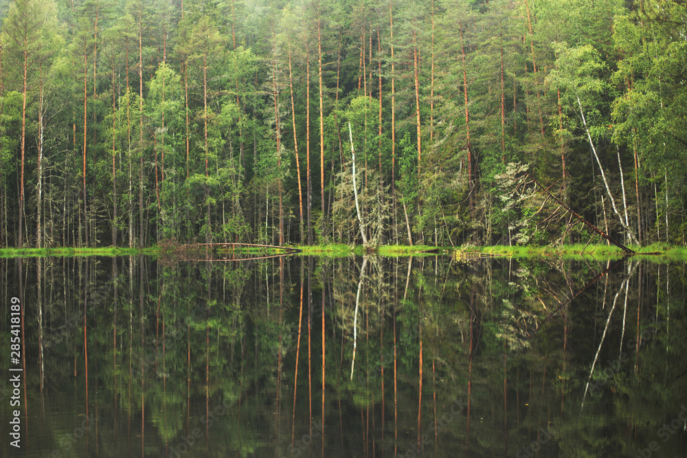 forest around the lake. reflection of trees in water. blue lakes on Naroch forest around the lake. reflection of trees in water. blue lakes on Naroch