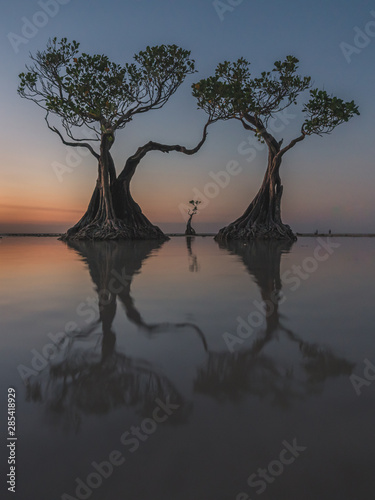 Mangrove trees Walakiri beach Sumba Island Indonesia photo