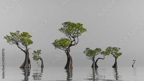 Mangrove trees Walakiri beach Sumba Island Indonesia