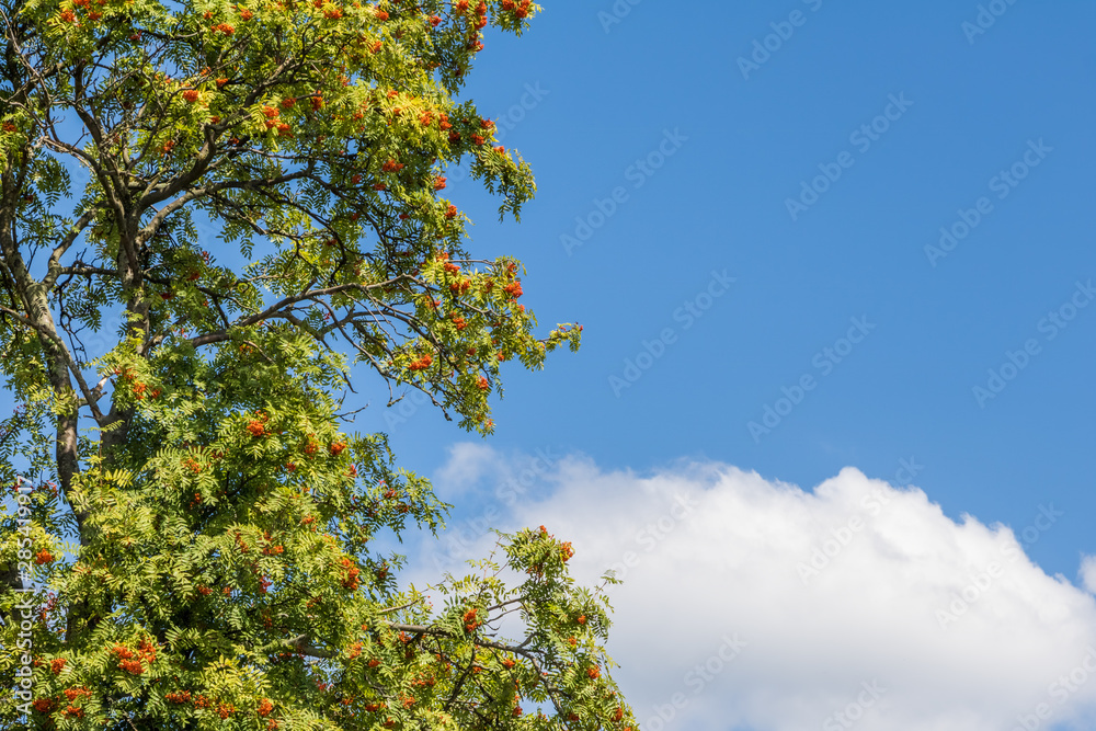 Shot of rowan tree with rowan berries and blue sky Shot of rowan tree with rowan berries and blue sky