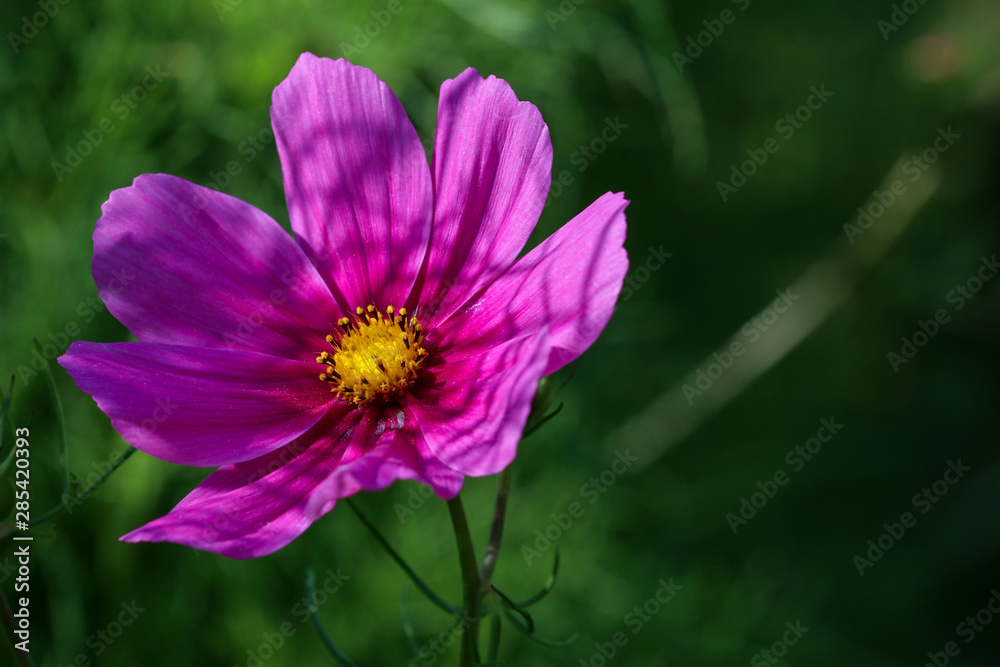 Colorful Cosmos flower head