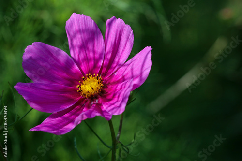 Colorful Cosmos flower head