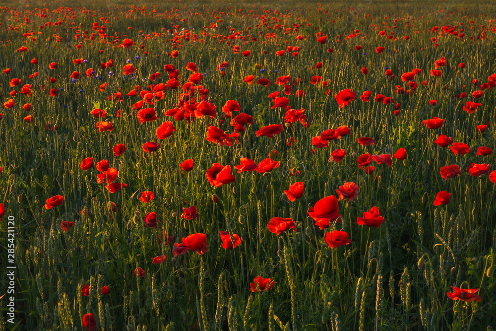 Feld of poppies during a sunny morning