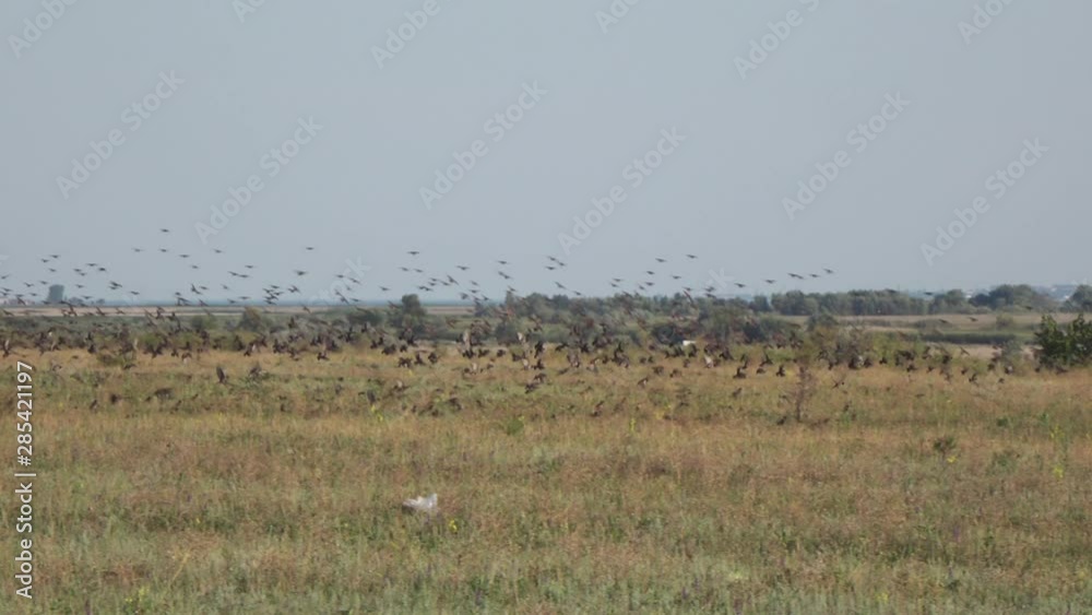 A flock of partridges on an agricultural field A flock of partridges on an agricultural field