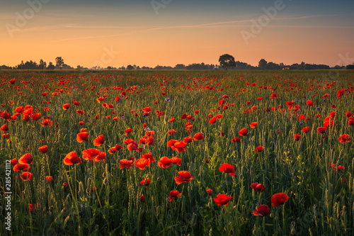 Feld of poppies during a sunny morning