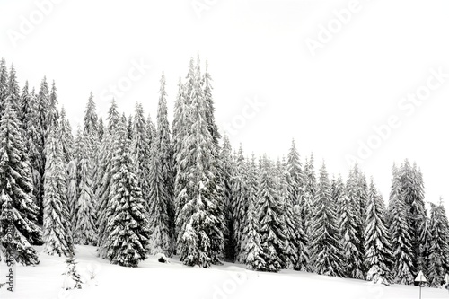 pine forest covered with snow