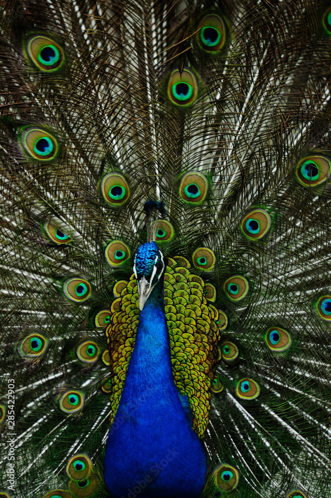 Obraz premium tail peacock. Colored peacock.zoo animals