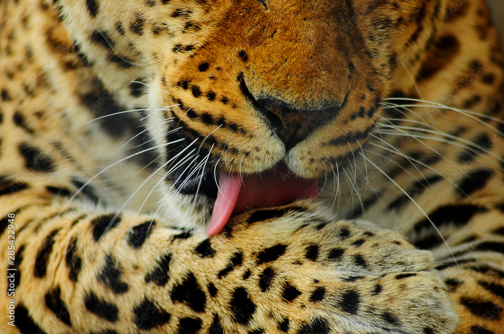 Obraz premium tiger face. leopard washes. big cat