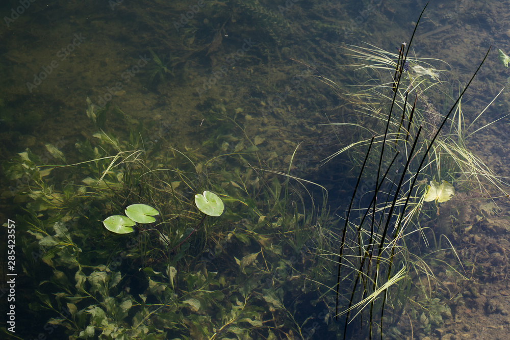 Aquatic plants in the lake Aquatic plants in the lake
