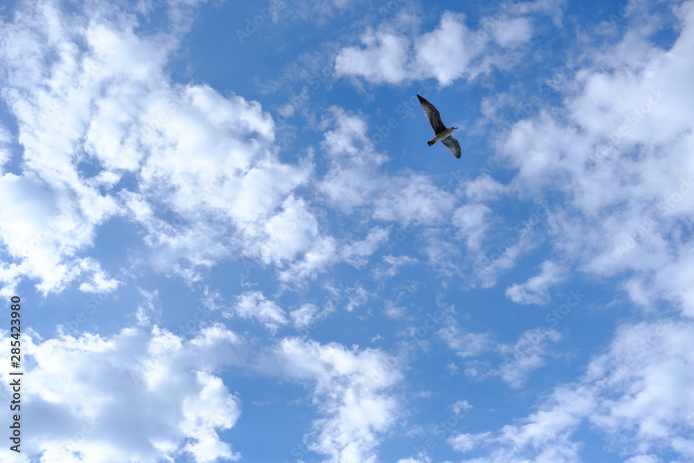 Sky with clouds on a sunny day and a flying bird.