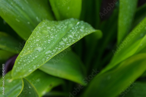 The leaves of Calla lilies with rain drops, garden purple flower