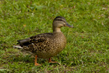 .An ordinary wild gray duck on the grass.Duck standing on the grass half-turned to the viewer.