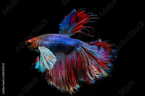 siamese fighting fish red and blue color