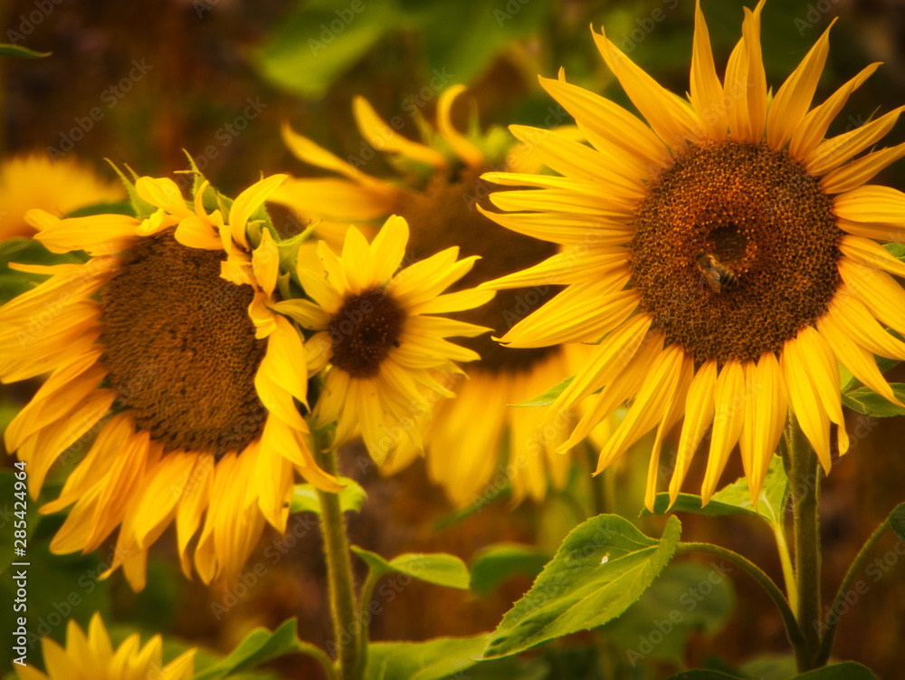 Obraz premium Bunte Sonnenblumen