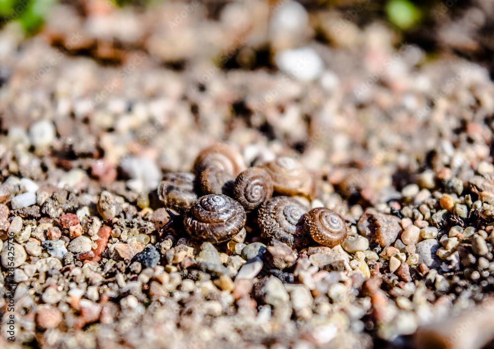 Closeup snail shells