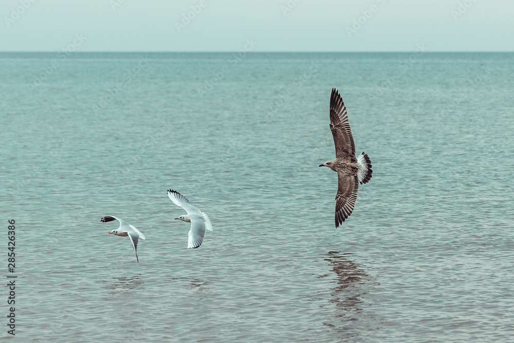 Fototapeta premium seagulls in flight
