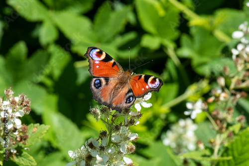 butterfly on flower