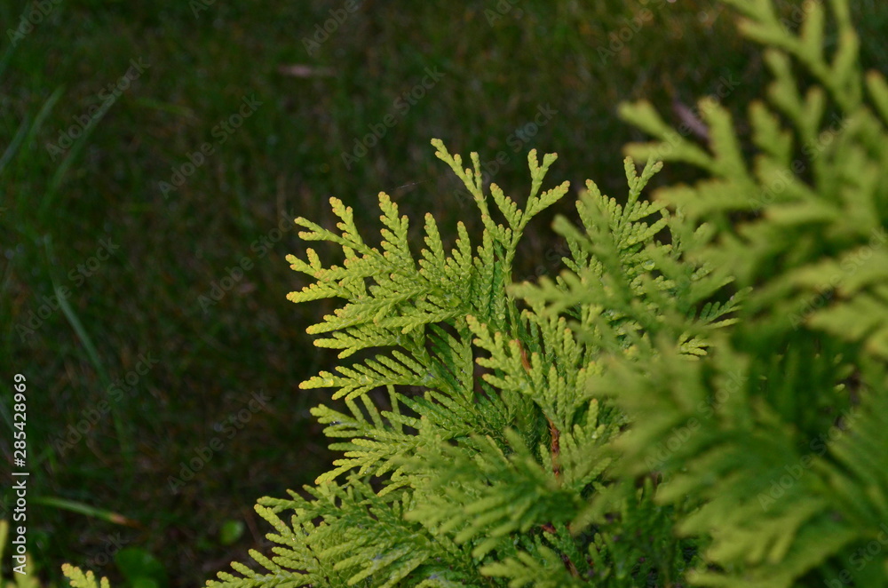 yellow fern in the garden yellow fern in the garden