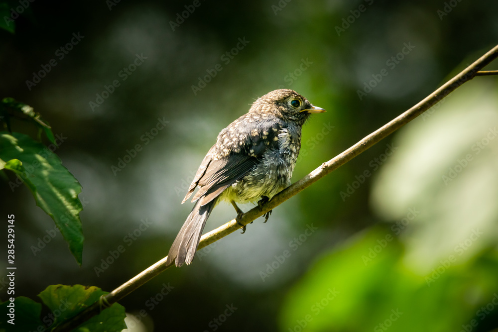 Fototapeta premium Ochre Breasted Antpitta