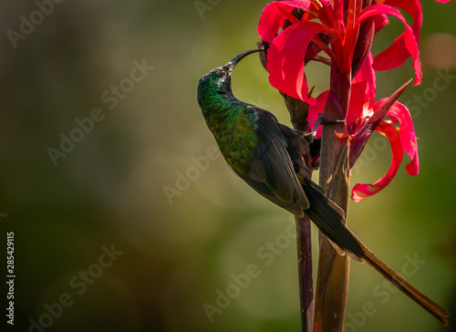 Loten's Sunbird photo