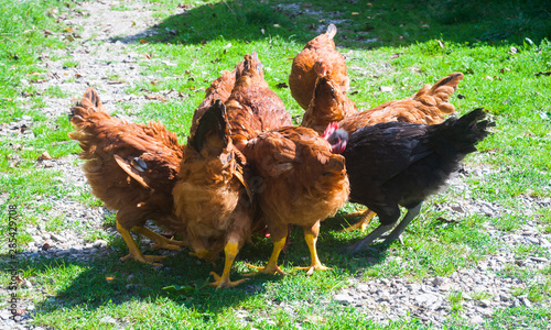 chicken group eating corn © Ioan Panaite