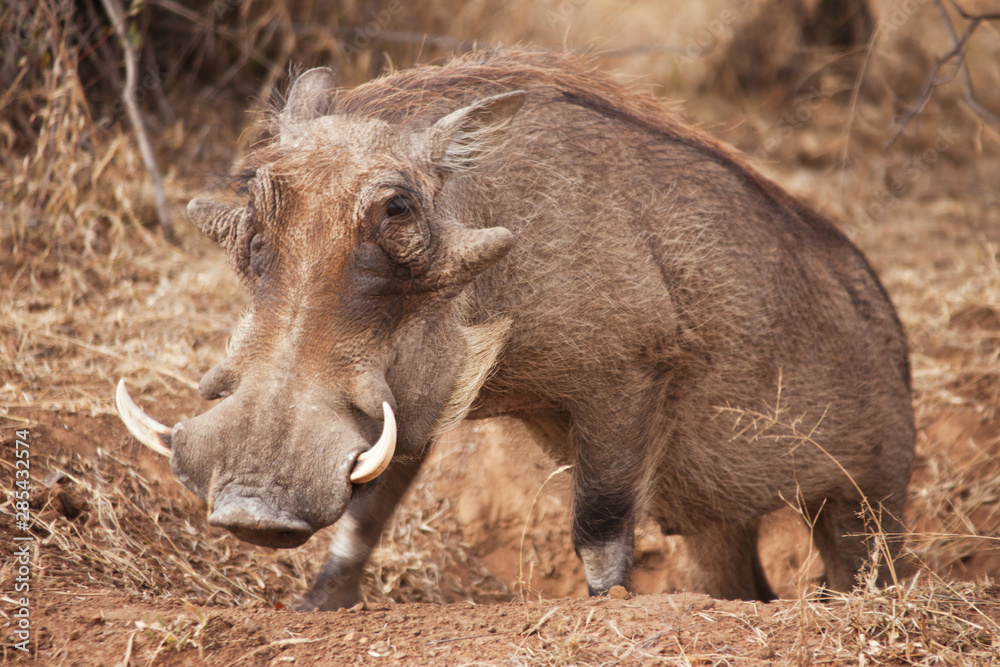 Warthog in the bush Warthog in the bush