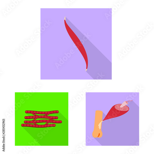 Isolated object of muscle and cells symbol. Collection of muscle and anatomy stock vector illustration.