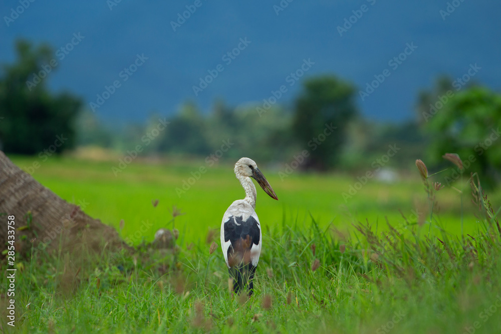 Asian openbill anastomus oscitans on nature background Asian openbill anastomus oscitans on nature background