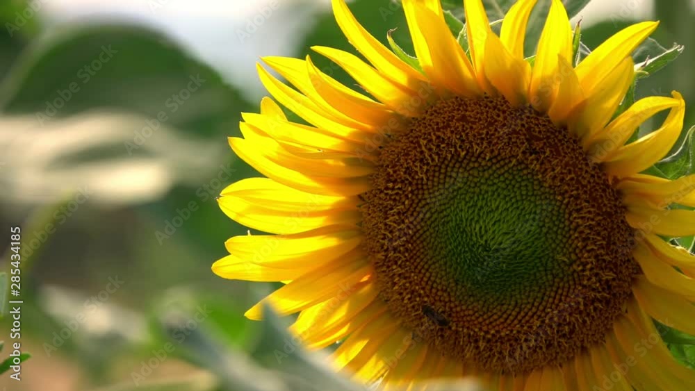 Sunflower in Field in Nature Sunflower in Field in Nature