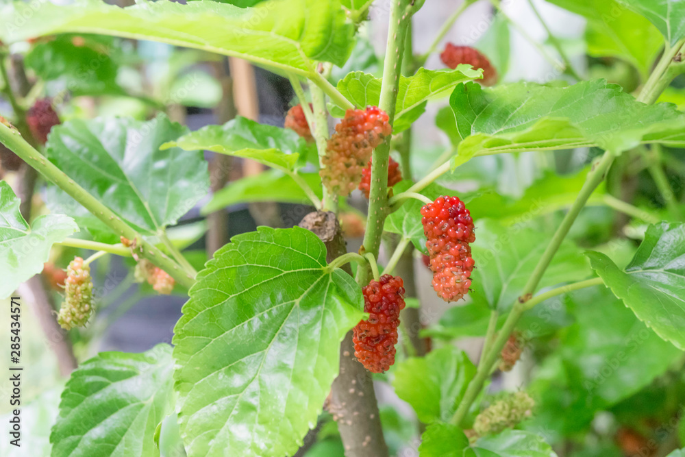 Fresh organic black and red mulberry fruit bunch on plant,sweet and sour herb for eat and juice,selective focus