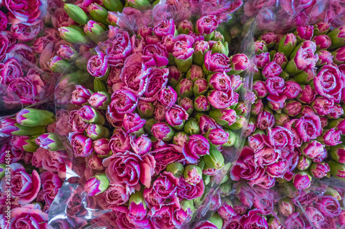 Violet and purple carnations spray bouquet flower is blooming at flower market nature pattern background selective focus