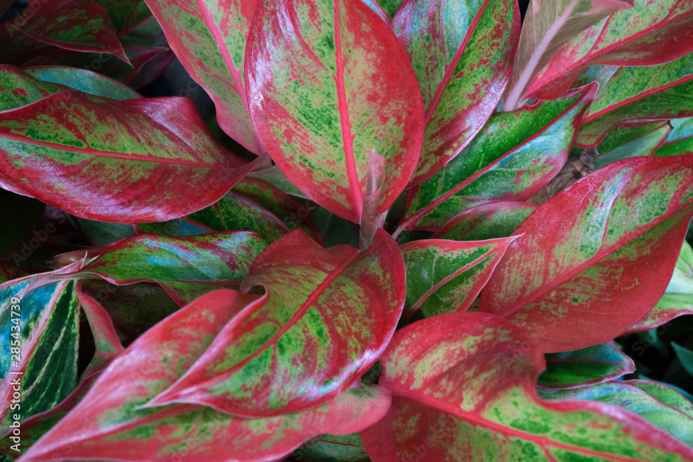 Fototapeta premium Green and pink leaf nature background,Red aglaonema foliage ,exotic tropical leaf,Sacred tree,lucky tree