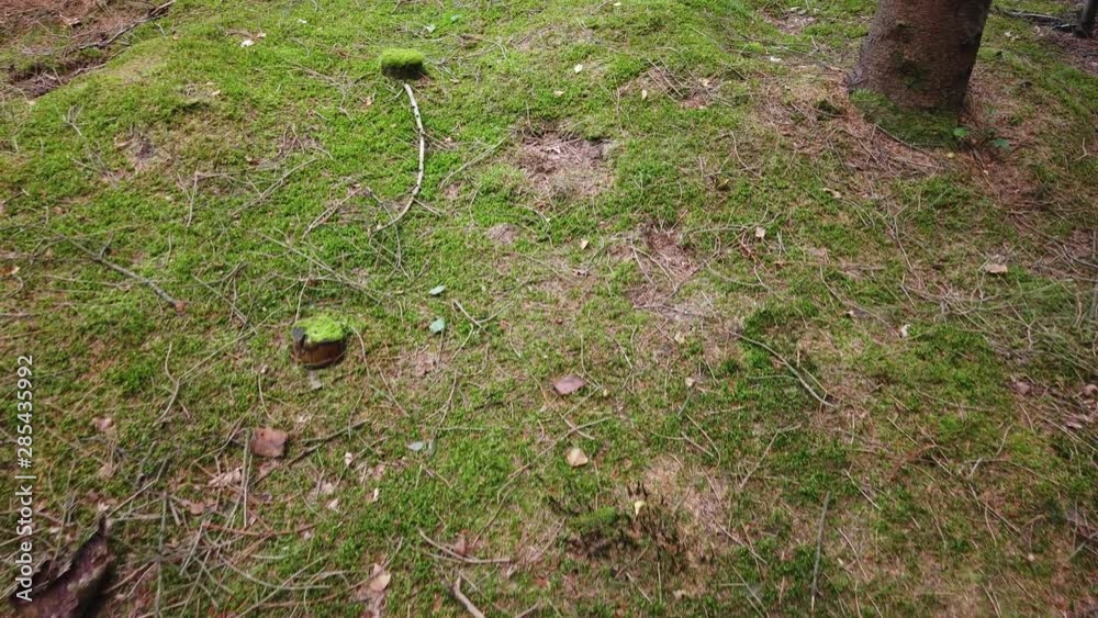 green moss on the forest ground green moss on the forest ground
