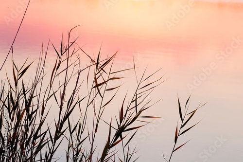 Wild sedges on the shore of a lake at sunset