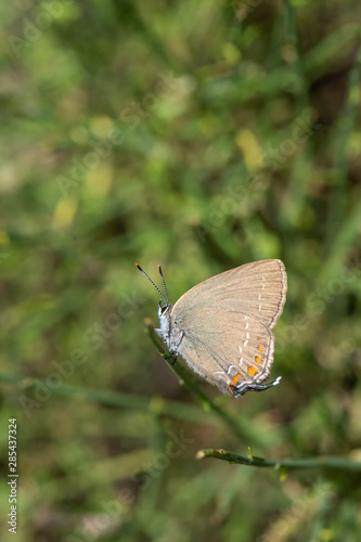 butterfly on leaf © Yasin