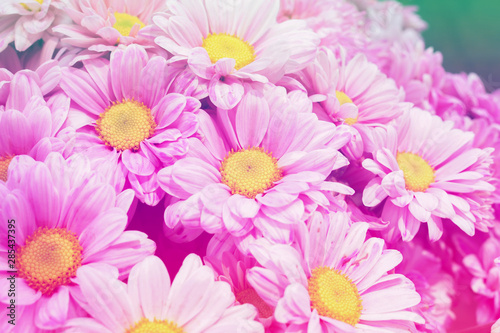 Beautiful pink flower blossoming delicate for background