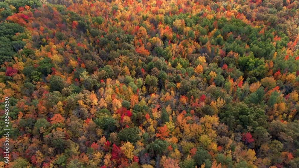 Maple Tree Forest In Fall Fall season and nature background, aerial view of lush maple tree ...