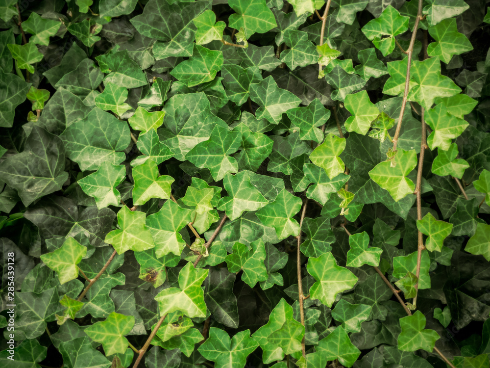 Leaves Background Leaves Background