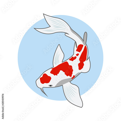 koi fish illustration vector design template