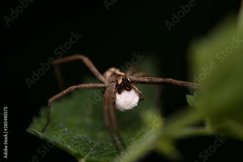 Spider with its cocoon.