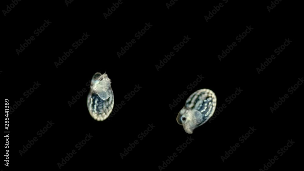 Black Sea plankton and zooplankton under a microscope, water flea or also called Marine Cladoceran, the genus Evadne from the Podonidae family, small Crustacea, predator Black Sea plankton and zooplankton under a microscope, water flea or also called Marine Cladoceran, the genus Evadne from the Podonidae family, small Crustacea, predator