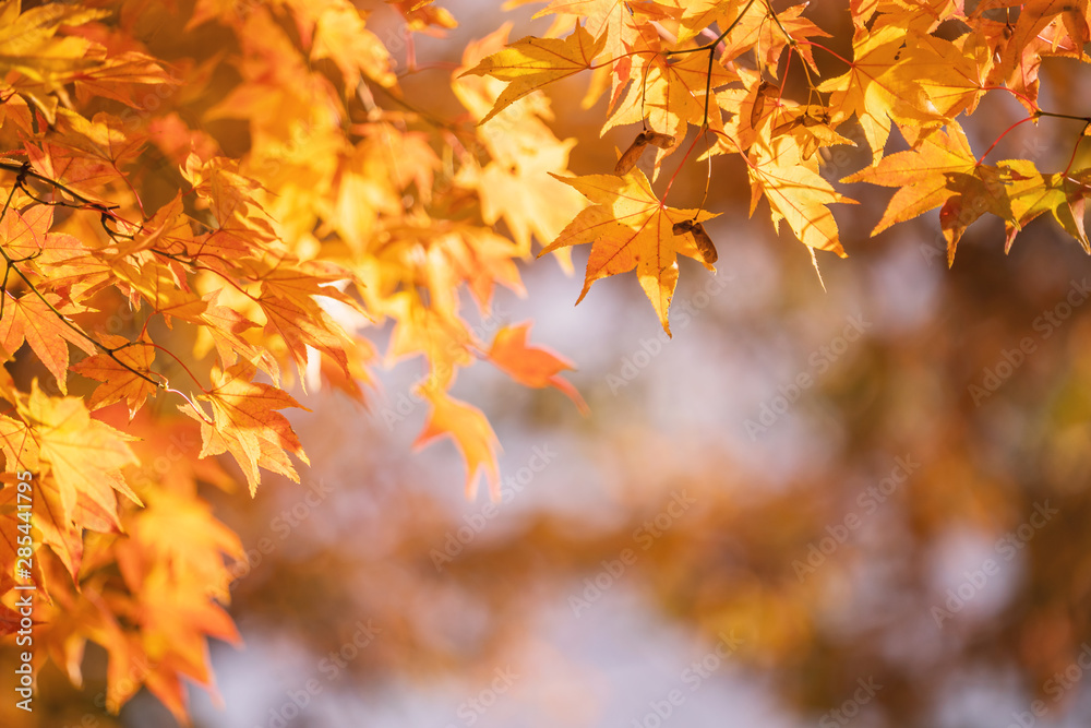 Beautiful maple leaves in autumn sunny day in foreground and blurry background in Kyushu, Japan. No people, close up, copy space, macro shot. Beautiful maple leaves in autumn sunny day in foreground and blurry background in Kyushu, Japan. No people, close up, copy space, macro shot.