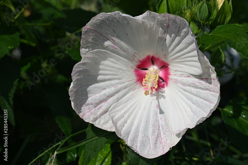 Hibiscus moscheutos Old Yela marschmallow
