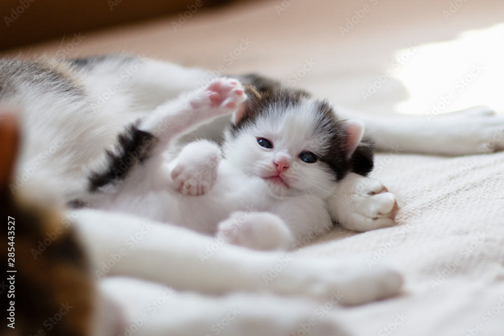 little furry kitten lying next to his mother cat and looks into the camera