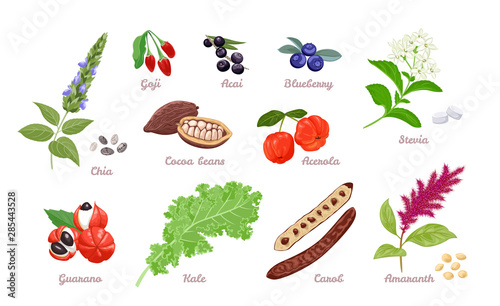 Superfood set. Vector illustration of Chia, Goji, Acai, Blueberry, Cocoa beans and Acerola isolated on white background. Stevia, Guarana, kale, Carob and Amaranth in cartoon flat simple style.