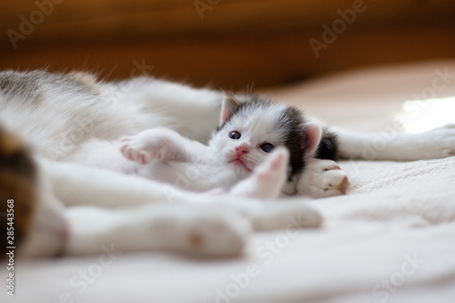 little charming kitten lying next to her mother cat