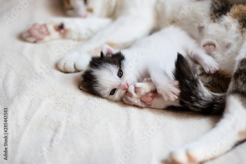 cute little kitten lies comfortably next to mom cat soft bright blanket