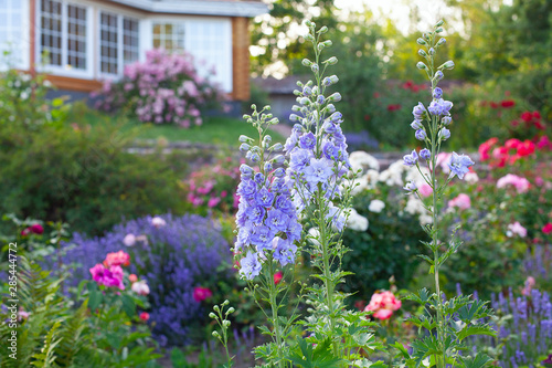 beautiful delphinum flower in garden photo