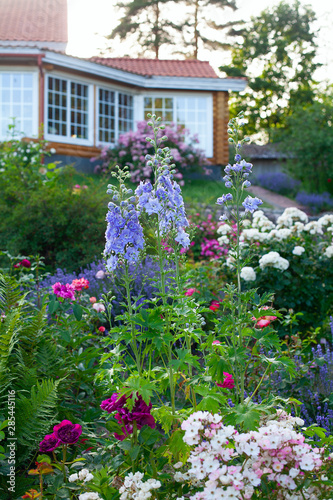 beautiful delphinum flower in garden